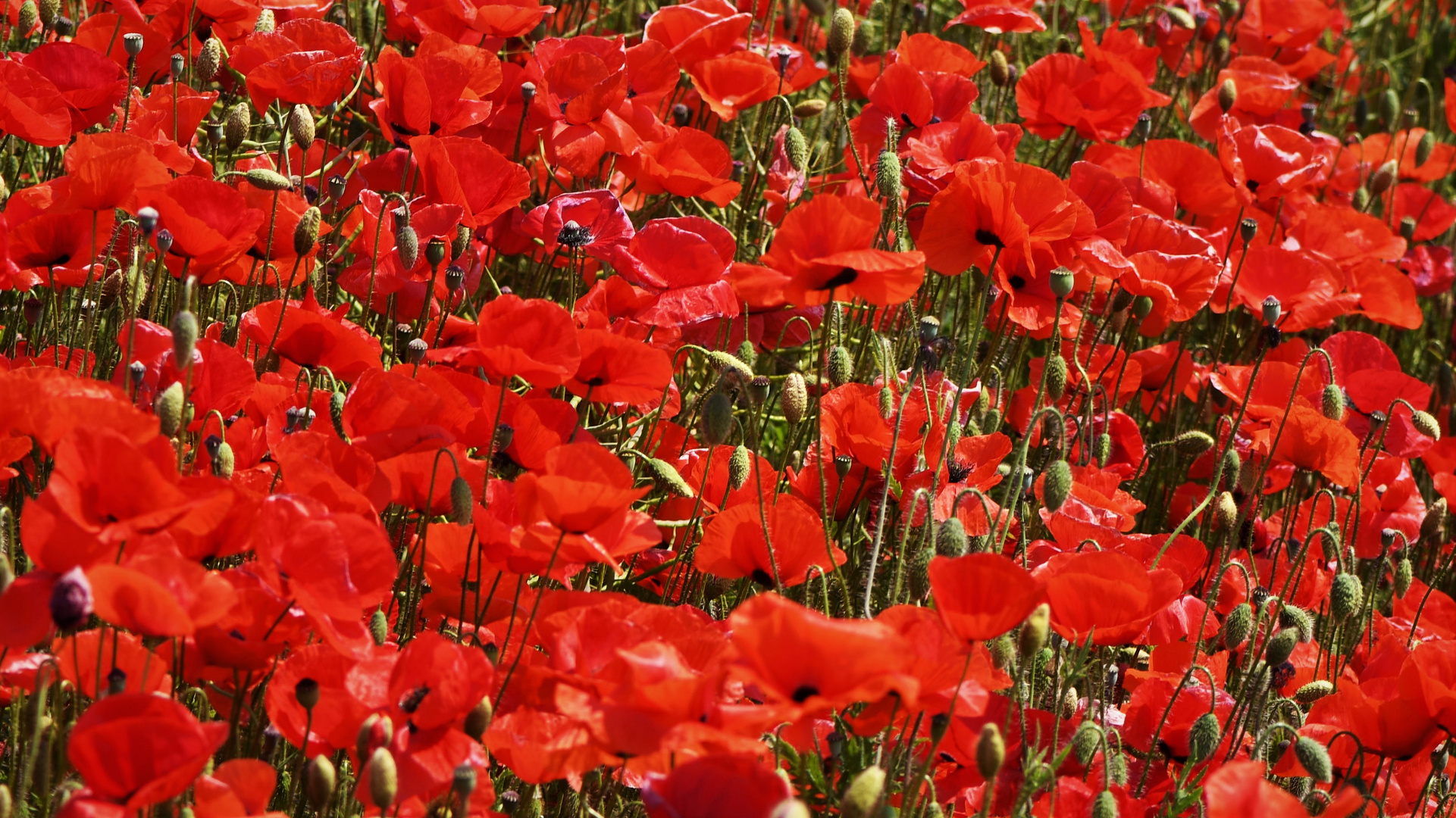 Rotes (Mohn) Meer