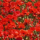Rotes (Mohn) Meer