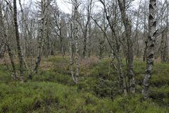 Rotes Moor: Auch zur Weihnachtszeit und im Regen schön 01