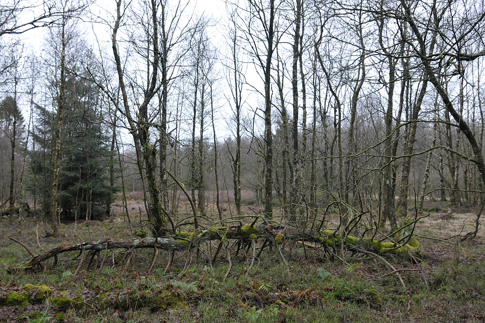 Rotes Moor: Auch zur Weihnachtszeit und im Regen schön 02