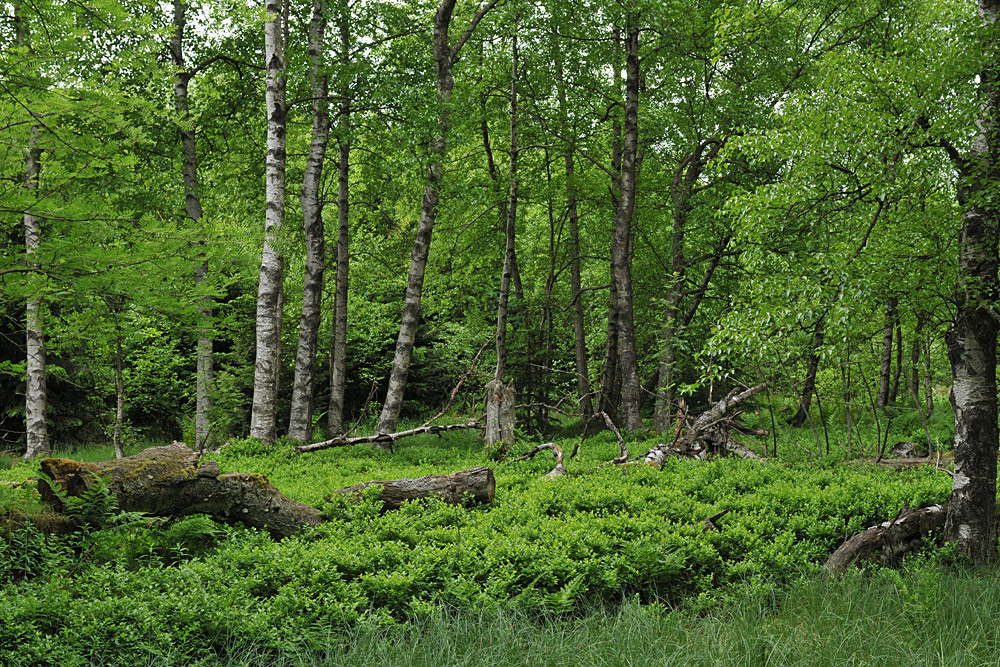 Rotes Moor: Balsam für die Augen 01