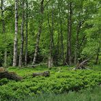 Rotes Moor: Balsam für die Augen 01