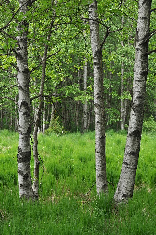 Rotes Moor: Balsam für die Augen 02