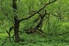 Rotes Moor: Lebensraum in Grün 01