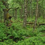 Rotes Moor: Lebensraum in Grün 02