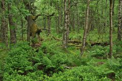 Rotes Moor: Lebensraum in Grün 02