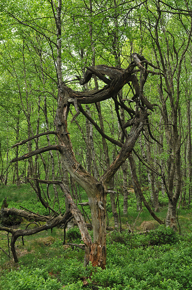 Rotes Moor: Natur – Kunst