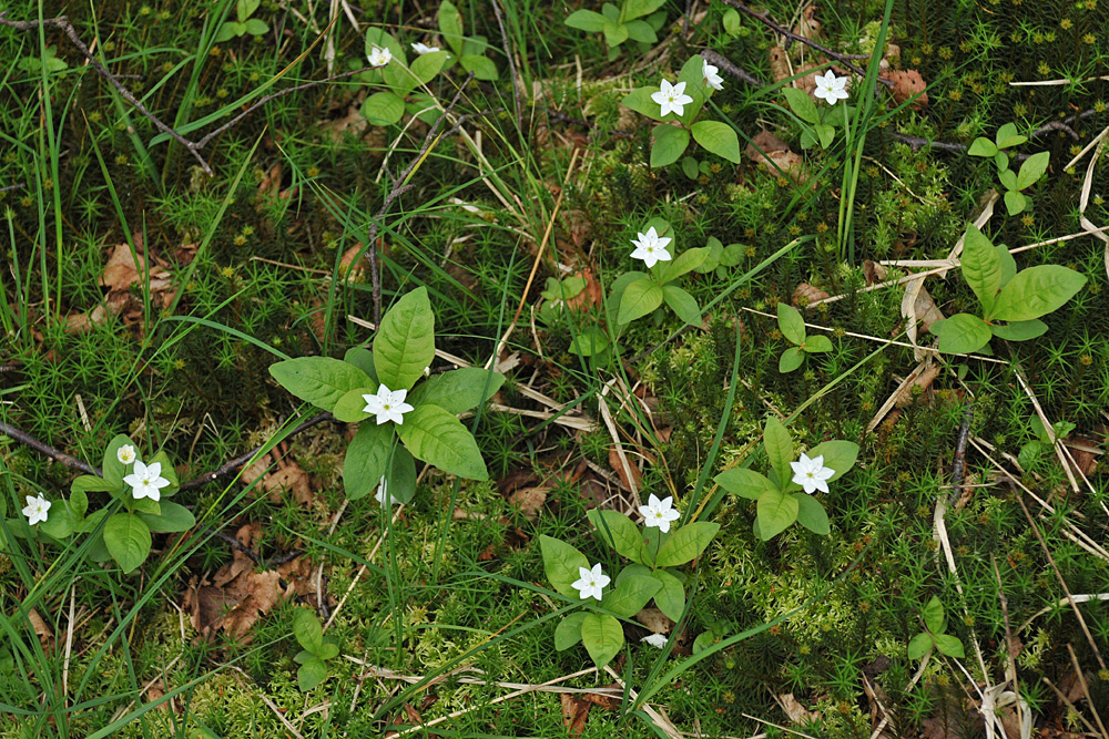 Rotes Moor: Siebenstern – Leuchten im Moor 01