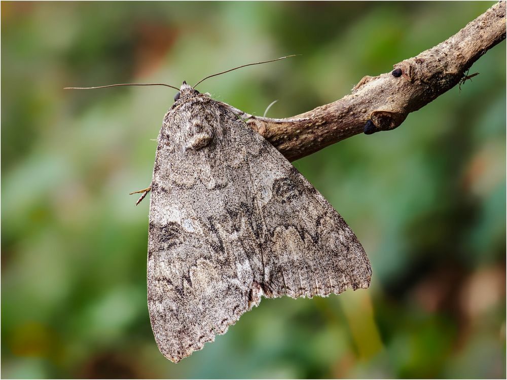 Rotes Ordensband Foto & Bild tiere, wildlife, schmetterlinge Bilder