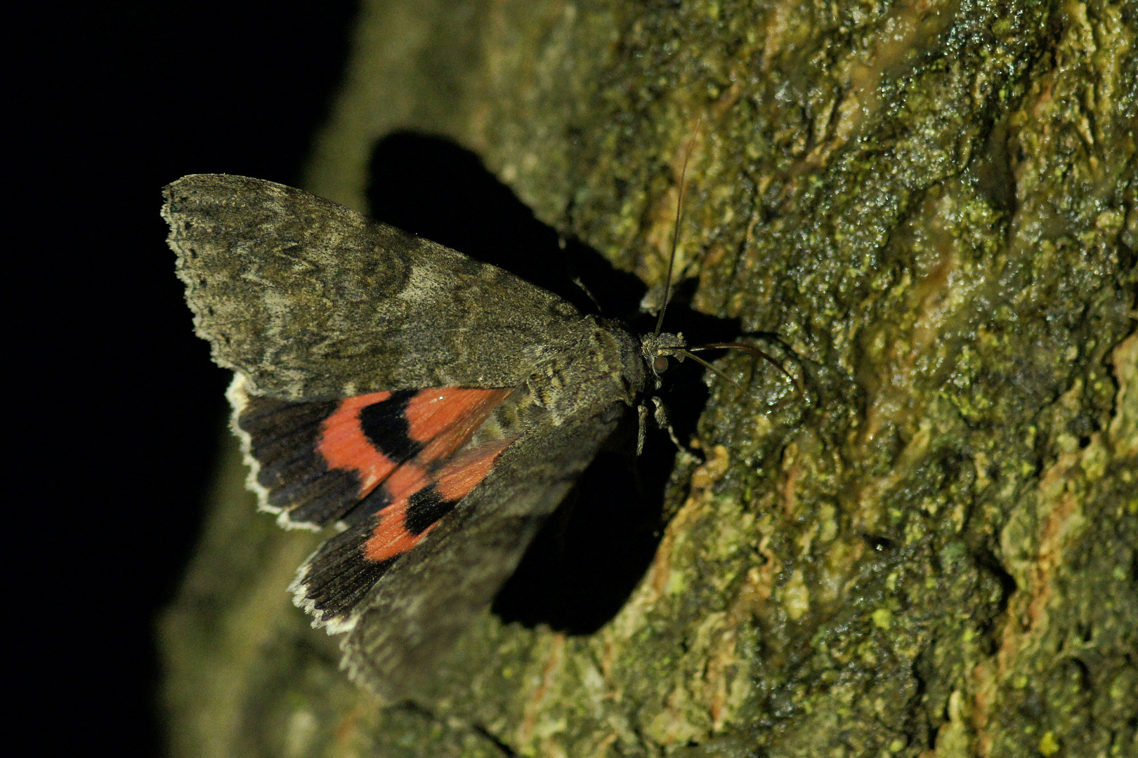 Rotes Ordensband (Catocala nupta)