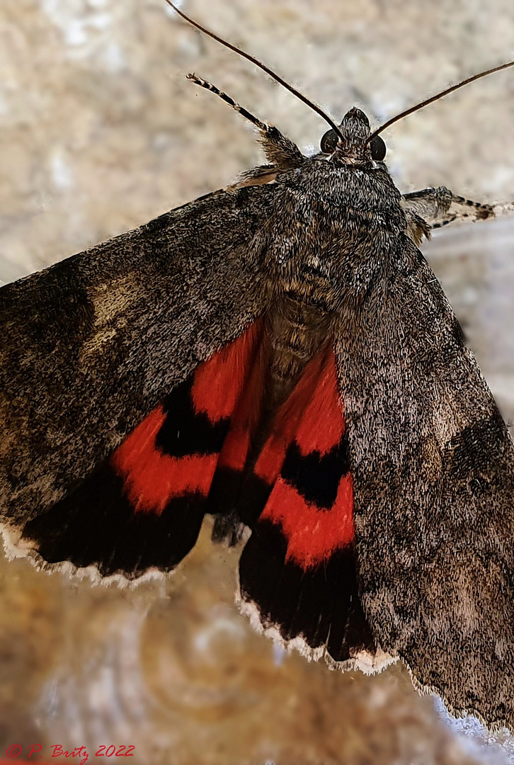 Rotes Ordensband (Catocala nupta)