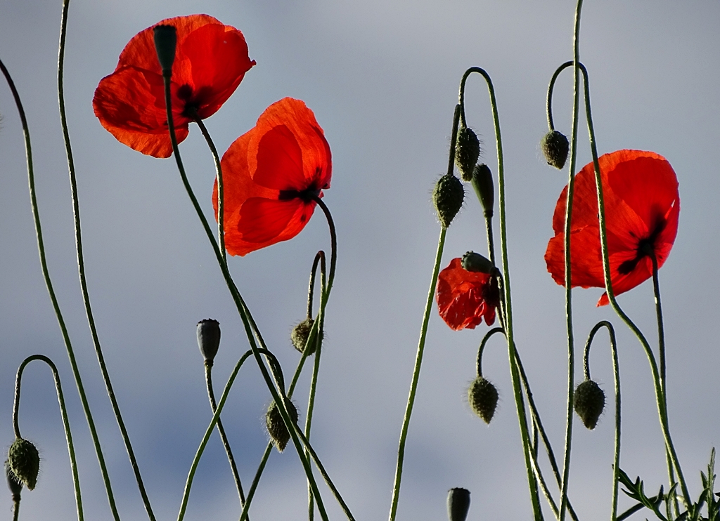 Rotes Quartett