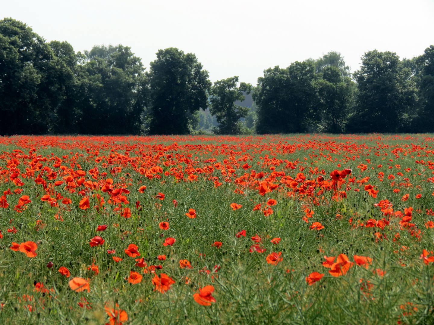 Rotes Rapsfeld