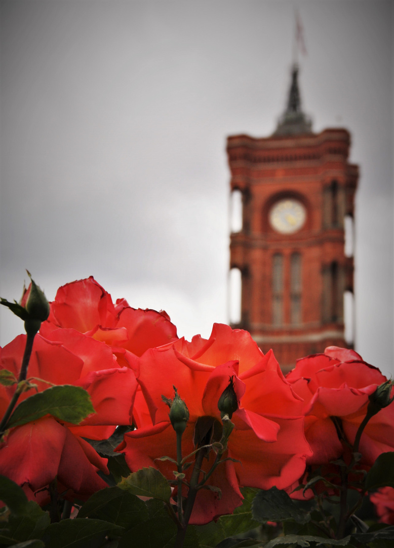 Rotes Rathaus -  Rote Rosen