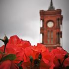 Rotes Rathaus -  Rote Rosen