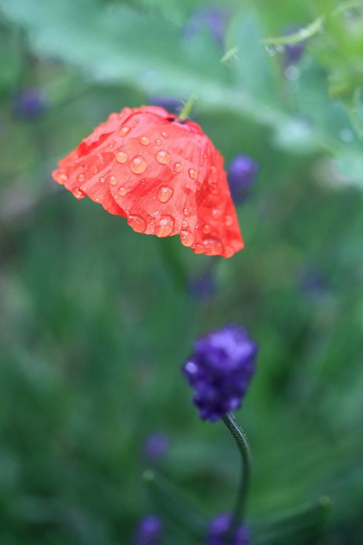 rotes regenmäntelchen