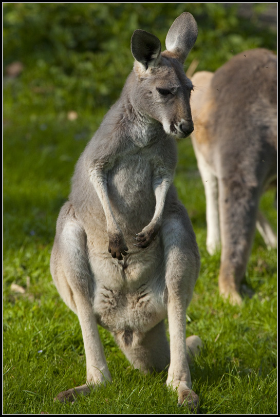 Rotes Riesenkänguru