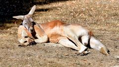 Rotes Riesenkänguru