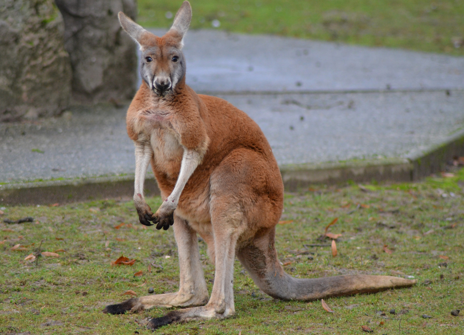 Rotes Riesenkänguru