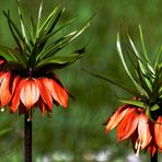 ROTES RÖCKCHEN MIT GRÜNEM GEWUSEl, GENANNT KAISERKRONEN