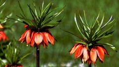 ROTES RÖCKCHEN MIT GRÜNEM GEWUSEl, GENANNT KAISERKRONEN