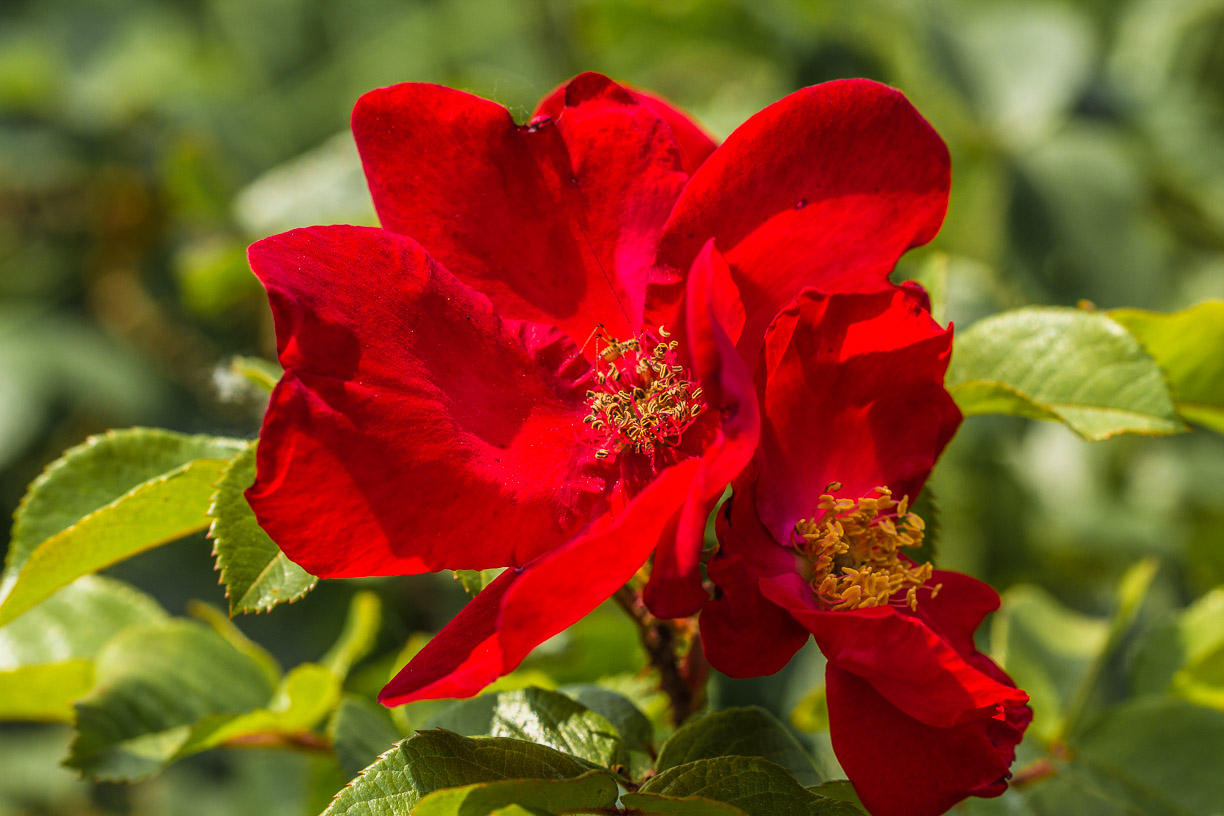 Rotes Röschen