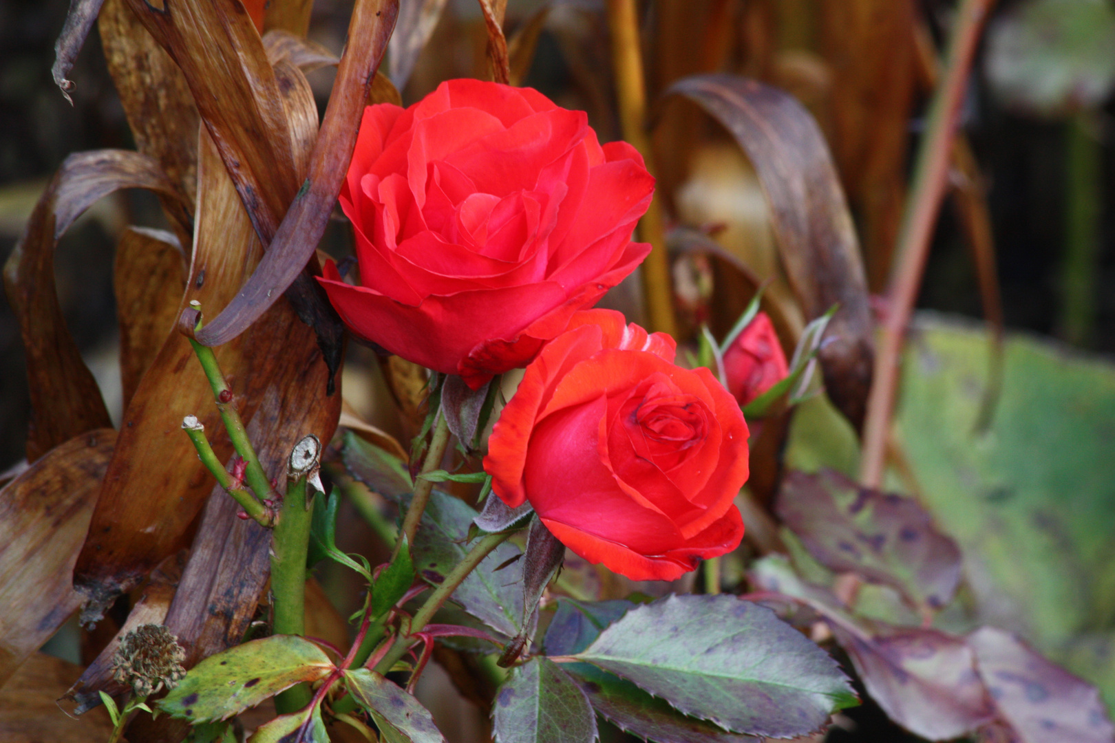 Rotes Rosenpaar aus Rosenheim