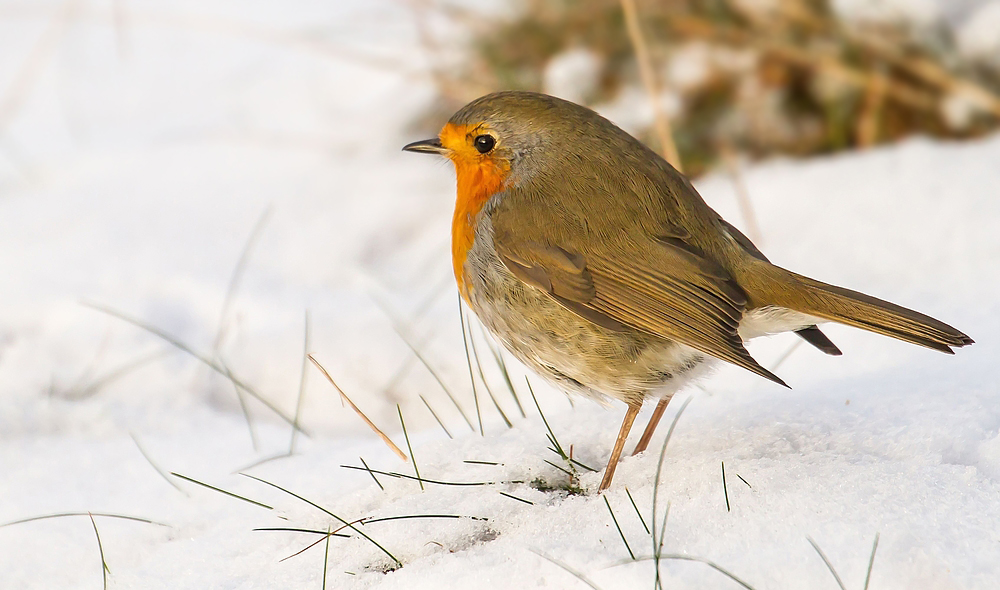 Rotes Schnee- Kehlchen oder so