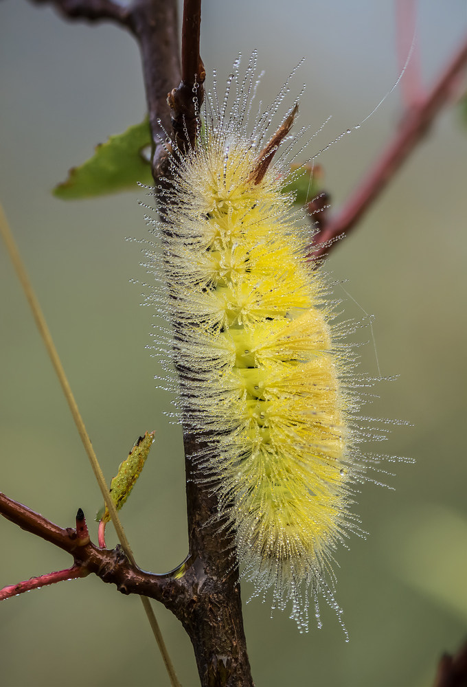 Rotes Schwänzchen