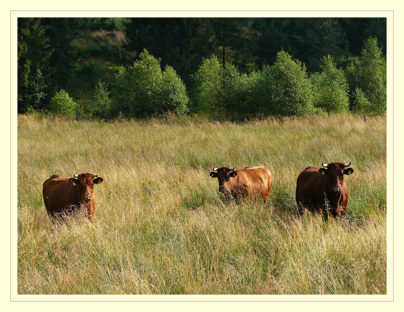 Rotes Siegerländer Höhenvieh