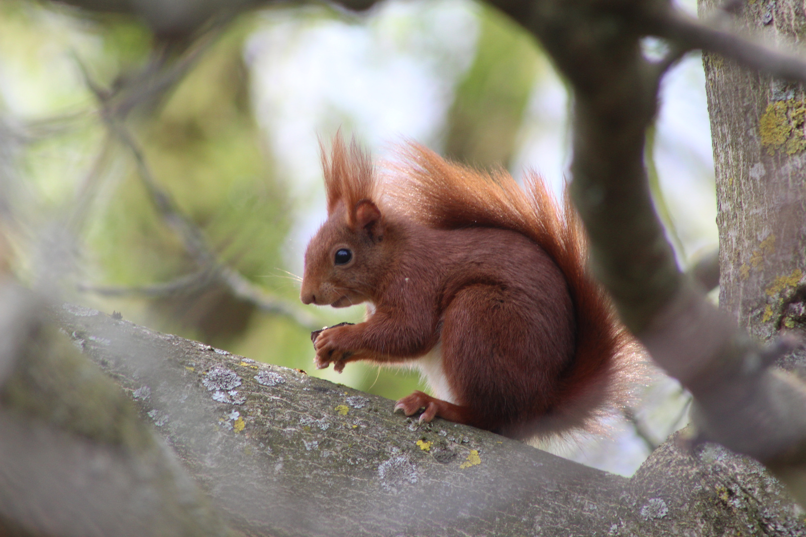 Rotes Tierchen im Grünen 