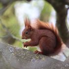 Rotes Tierchen im Grünen 