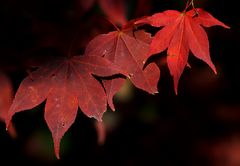 Rotes Trio