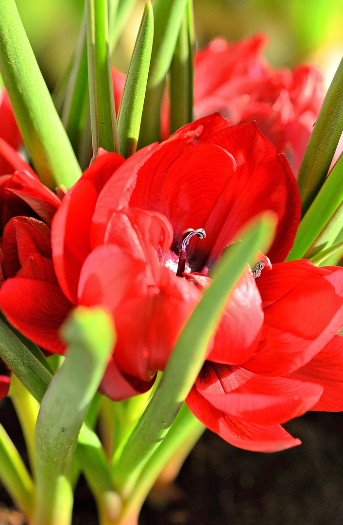 Rotes Tülpchen