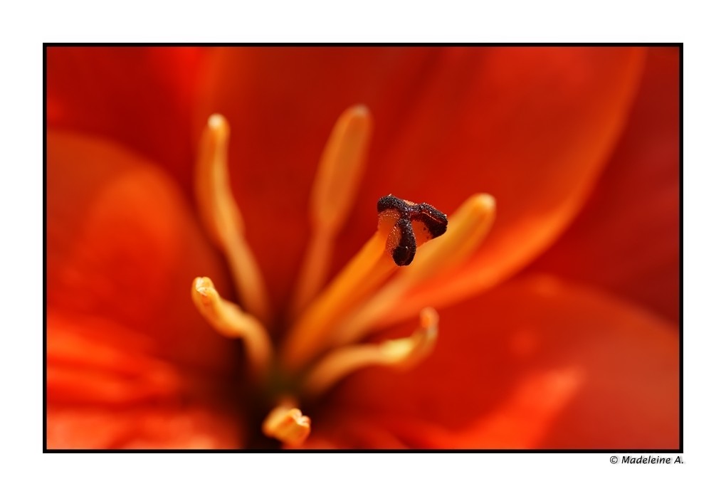 Rotes Tulpenherz...