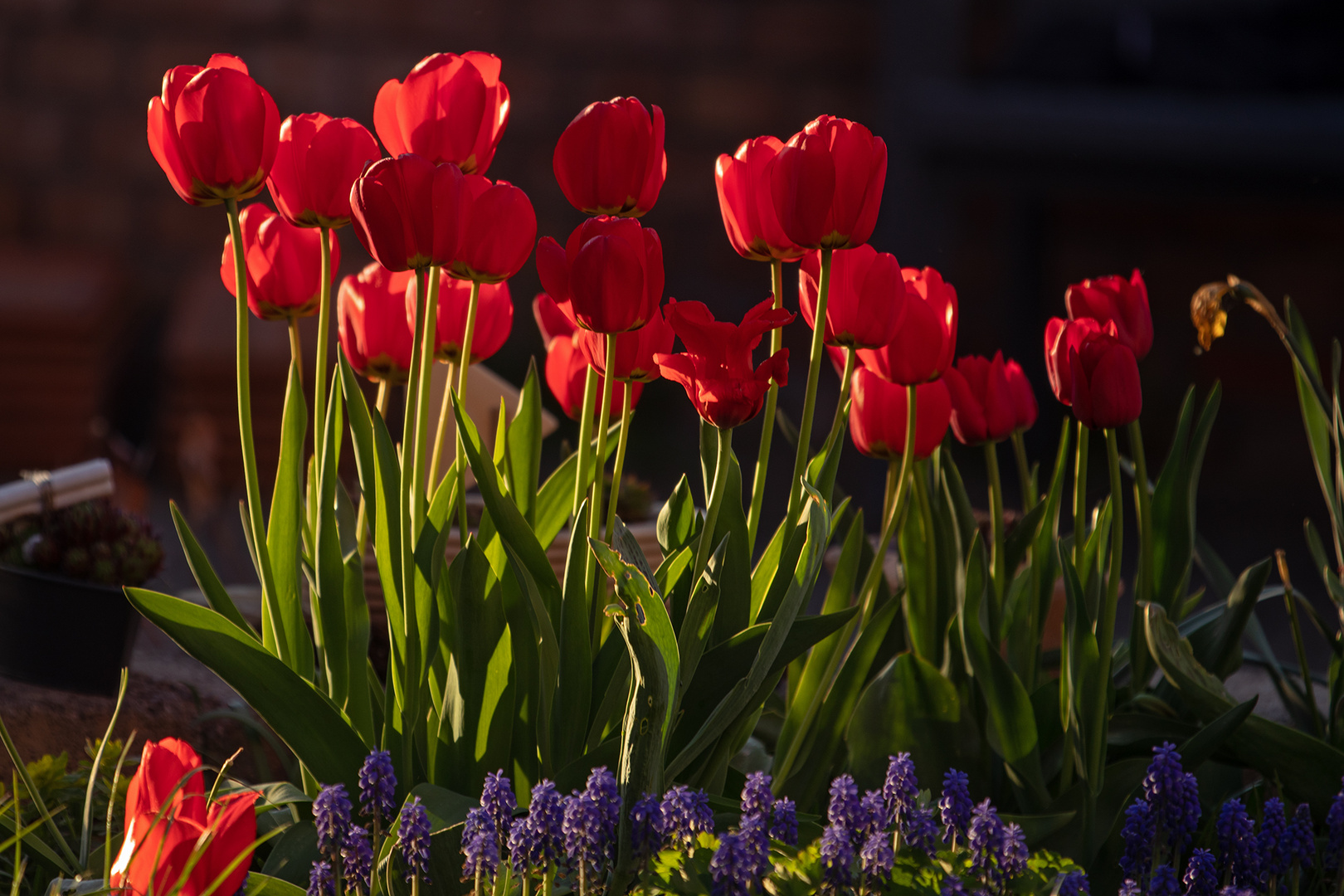 rotes Tulpenmeer