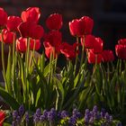 rotes Tulpenmeer