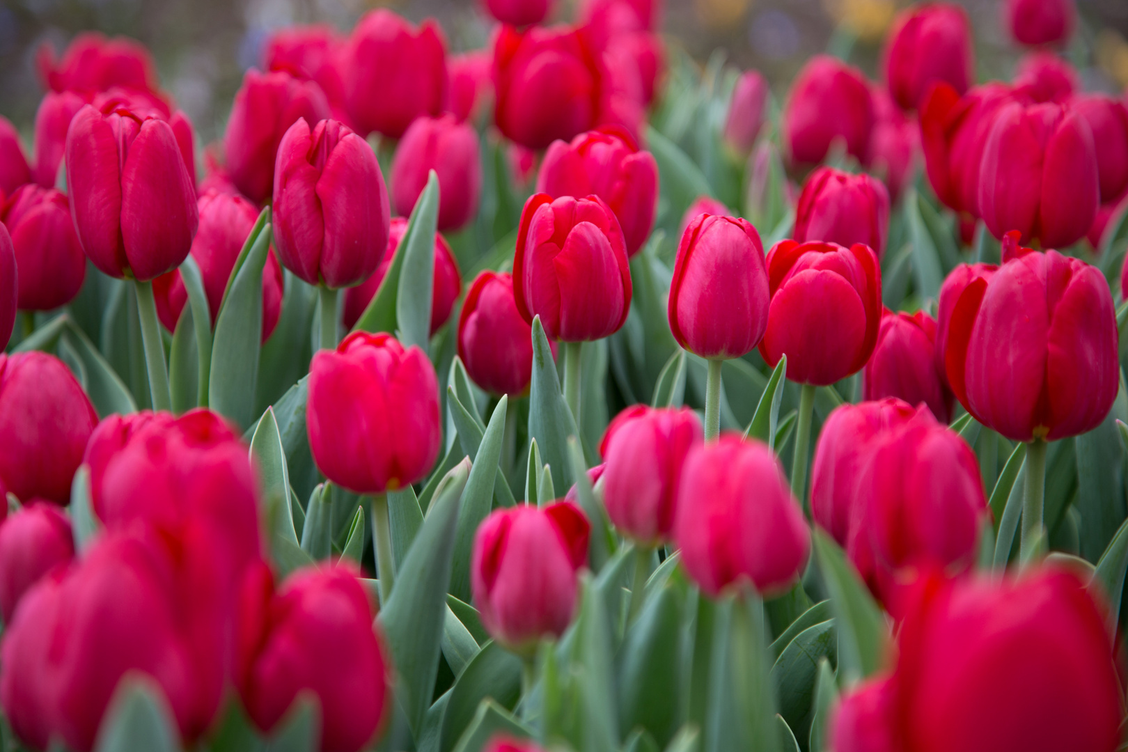 rotes Tulpenmeer