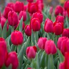 rotes Tulpenmeer