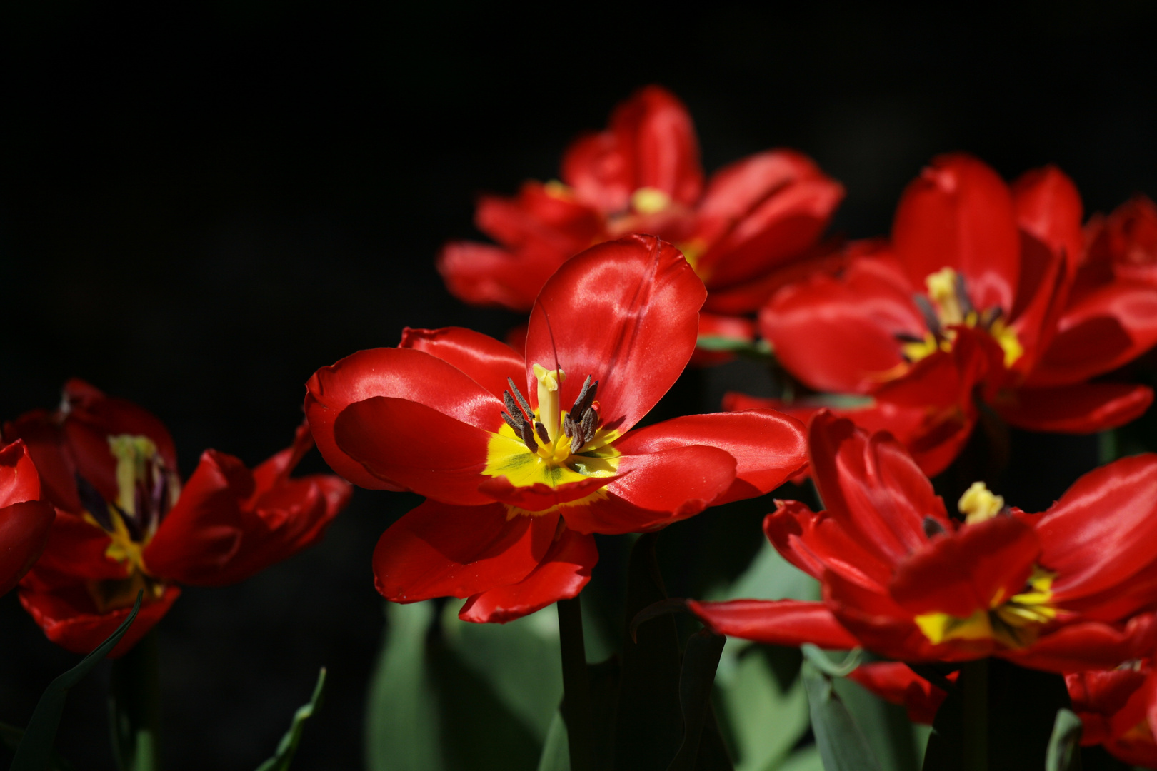 Rotes Tulpenmeer im wiener Stadtpark