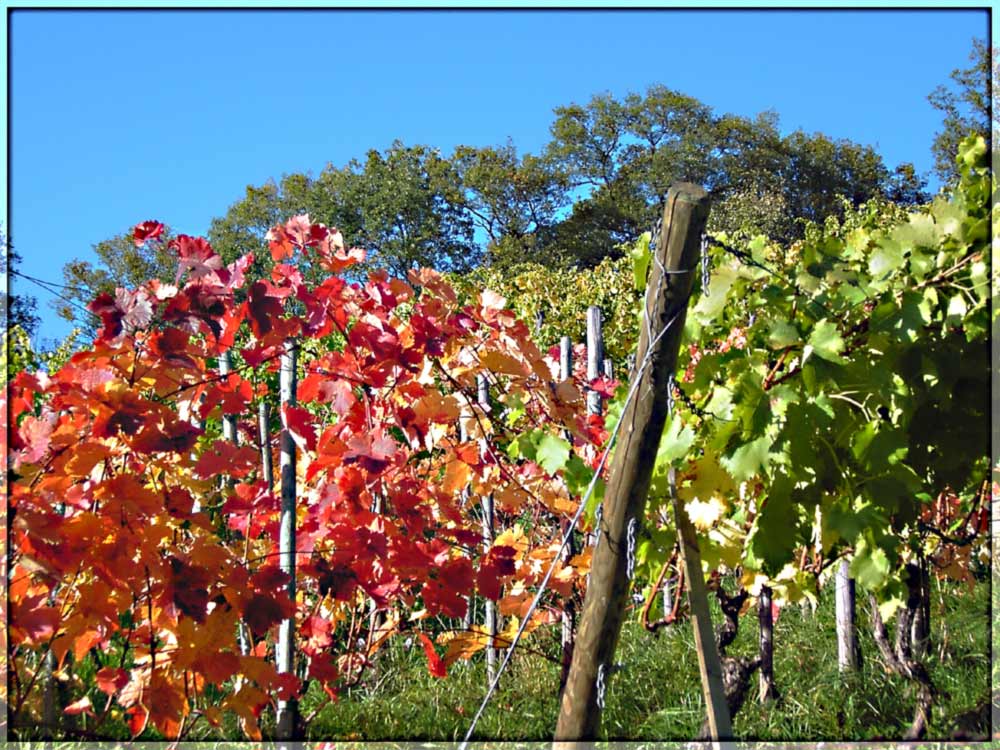 Rotes und grünes Weinlaub