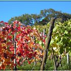 Rotes und grünes Weinlaub