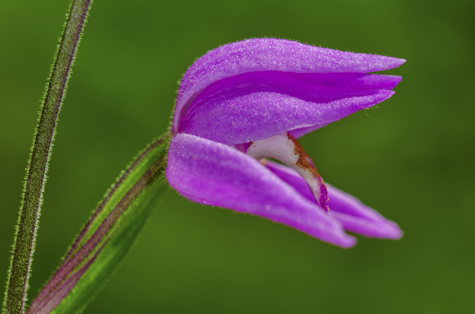 Rotes Waldvögelein (Cephalanthera rubra)