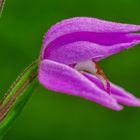 Rotes Waldvögelein (Cephalanthera rubra)