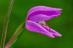 Rotes Waldvögelein (Cephalanthera rubra)