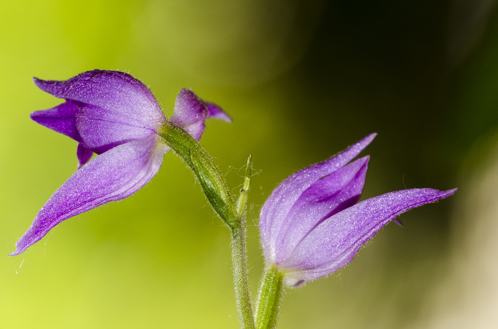 Rotes Waldvögelein (Cephalanthera rubra)