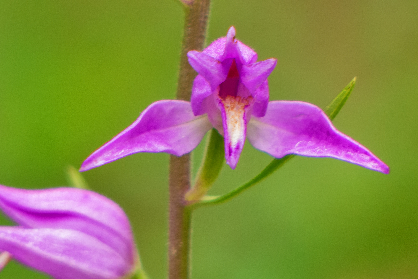 Rotes Waldvögelein (Cephalanthera rubra)