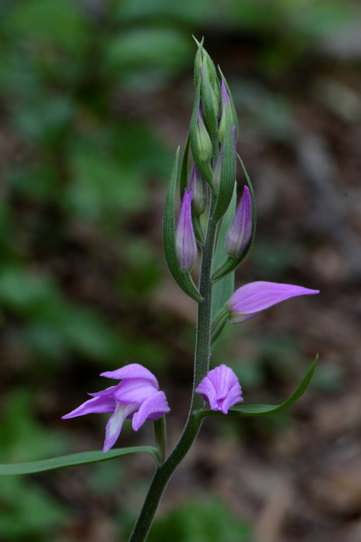 Rotes Waldvögelein (Cephalanthera rubra)