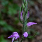 Rotes Waldvögelein (Cephalanthera rubra)