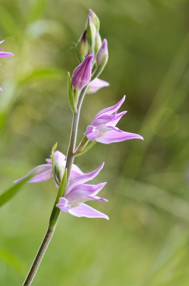 Rotes Waldvögelein - Cephalanthera rubra